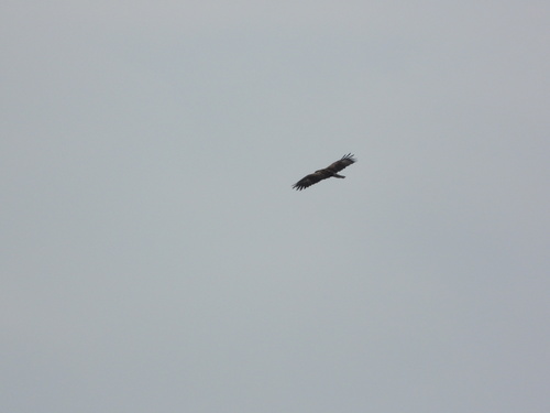Lesser Spotted Eagle