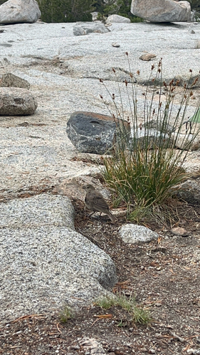 iNaturalist observation photo of Brown-headed Cowbird