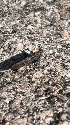 iNaturalist observation photo of Dancing Grasshopper