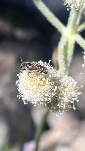 iNaturalist observation photo of Wide-striped Sweat Bee