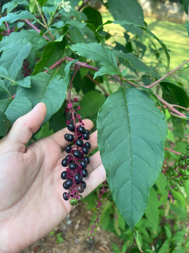 American pokeweed