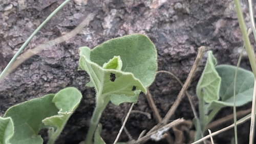 Wright's dutchman's pipe