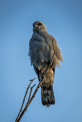 Mississippi Kite