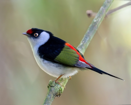 Pin-tailed Manakin
