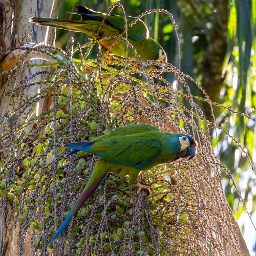 Blue-winged Macaw