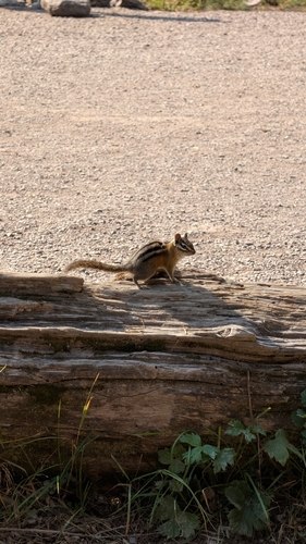Red-tailed Chipmunk observed by puzzl