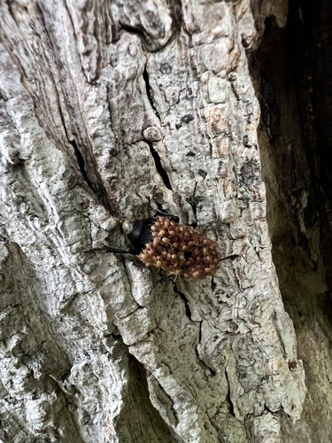 Poecilochirus carabi