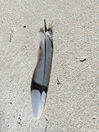 Western Mourning Dove