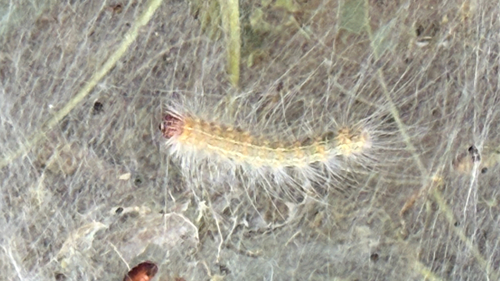 Fall Webworm Moth