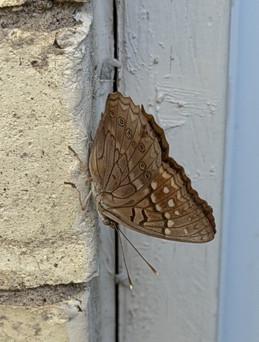 Tawny Emperor
