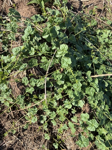 creeping cucumber