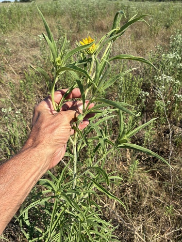 Maximilian sunflower