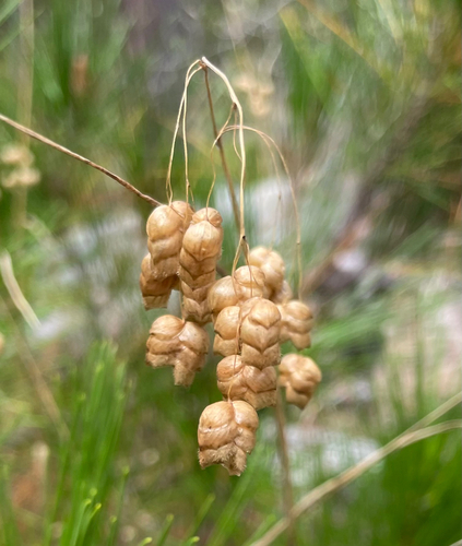iNaturalist observation photo of Greater Quaking Grass