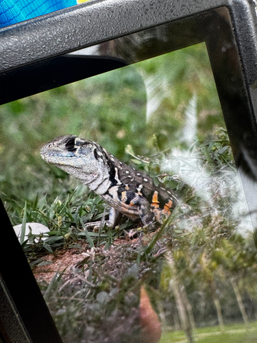 Common Butterfly Lizard