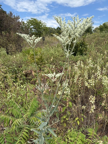 annual buckwheat