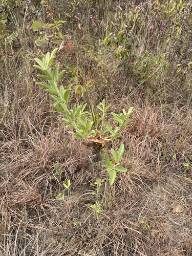 round-headed bush clover