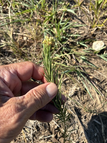 whorled milkweed