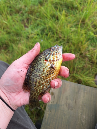 Pumpkinseed
