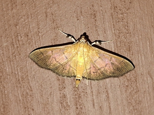 Alamo Moth