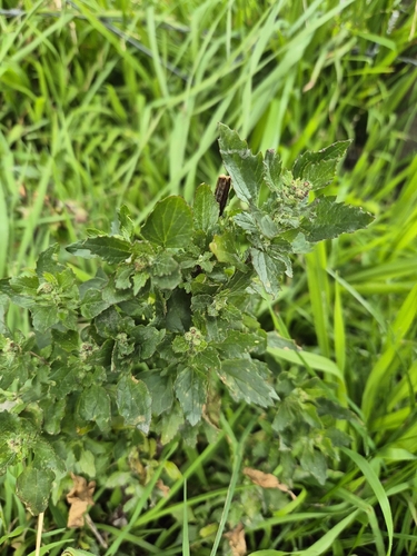 nettle-leaved goosefoot