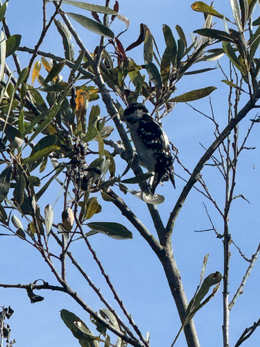iNaturalist observation photo of Downy Woodpecker