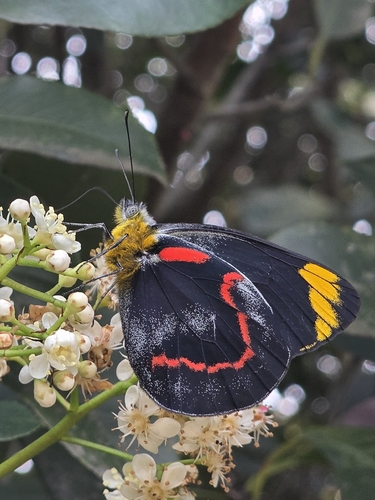 Black Jezebel