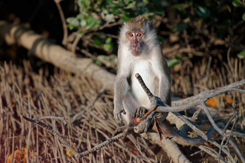 Long-tailed Macaque