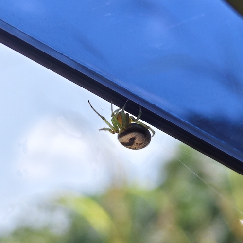 Kidney Garden Spider