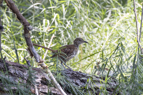 Brown Thrasher