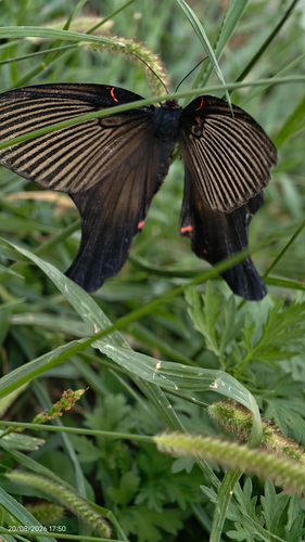 Epicopeia polydora