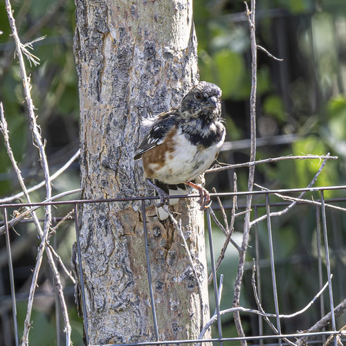 Spotted Towhee