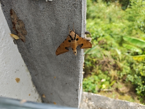 Ambulyx ochracea