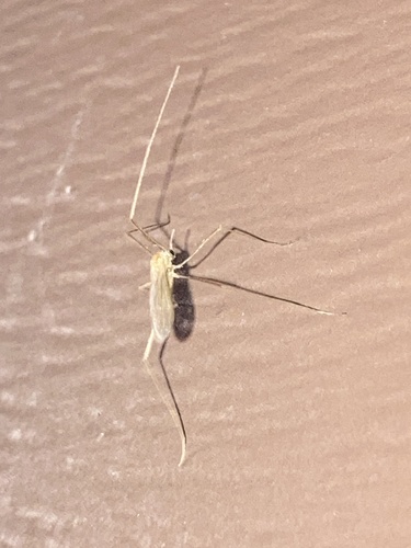 Eriopterini