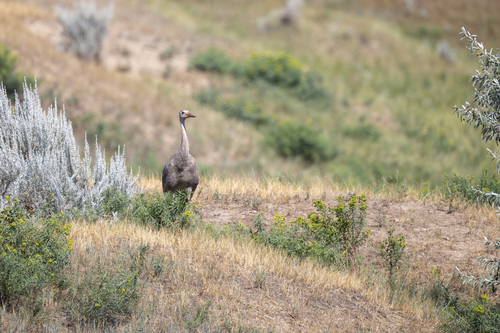 Sandhill Crane