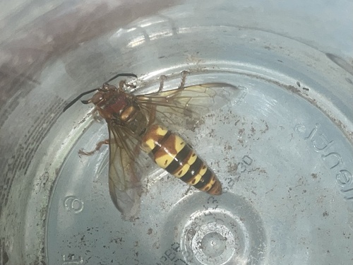 Western Cicada-killer Wasp