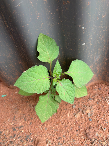 black nightshade