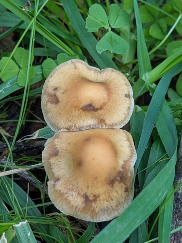 Psilocybe subaeruginosa