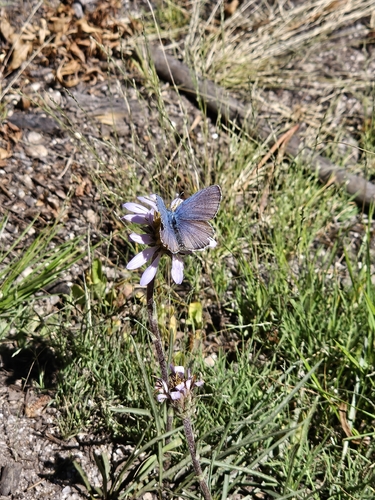 iNaturalist observation photo of Sierra Blue