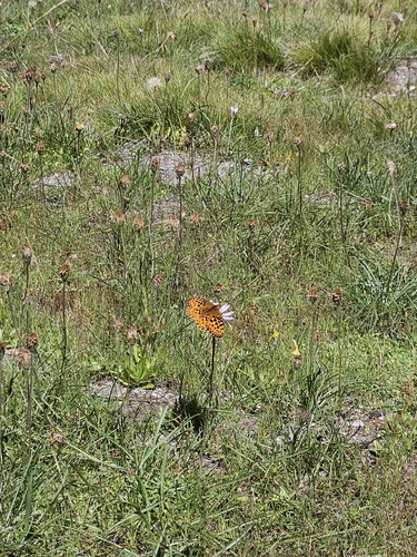 iNaturalist observation photo of Mormon Fritillary