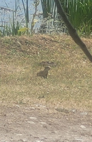 European Ground Squirrel
