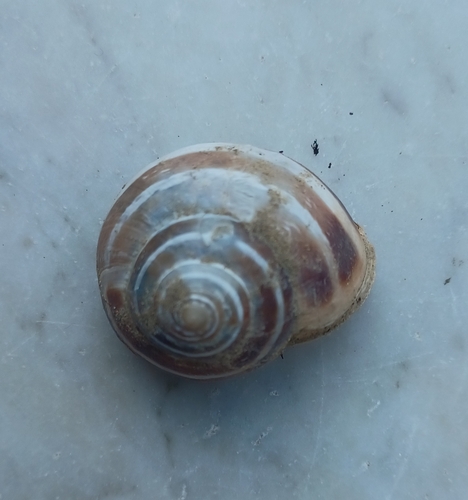 Chocolate-band Snail
