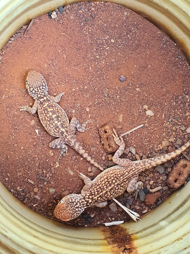 Central Netted Dragon