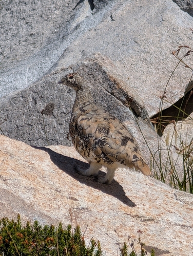 iNaturalist observation photo of White-tailed Ptarmigan