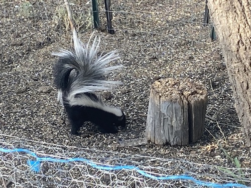 Striped Skunk