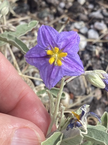 silverleaf nightshade