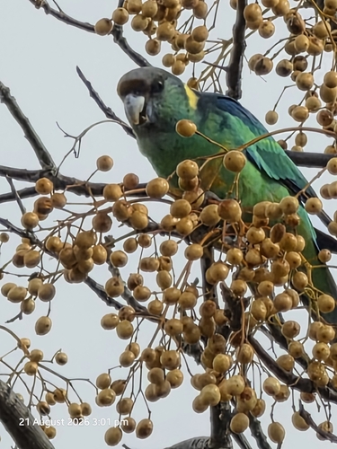 Australian Ringneck