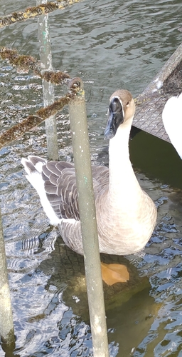 Domestic Swan Goose