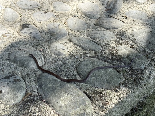 Chinese Many-tooth Snake