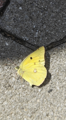 Clouded Yellow
