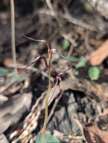 Mayfly orchid
